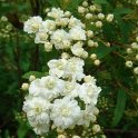 Spiraea cantoniensis 3